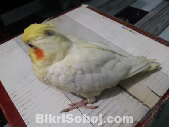 Cockatiel tame baby